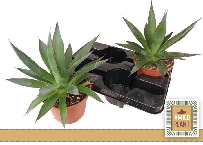 <h4>Agave Shaka Zulu P15</h4>