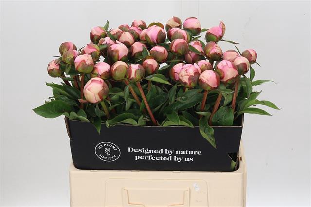 <h4>Paeonia angel cheeks</h4>