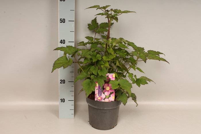 vaste planten 19 cm  Anemone Praecox