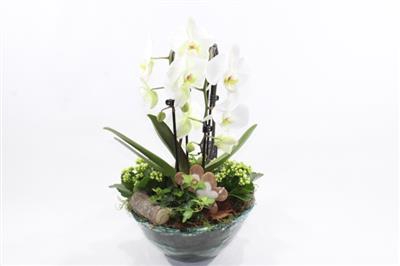 <h4>C236 BLEU GLASS WIT PHAL X2</h4>