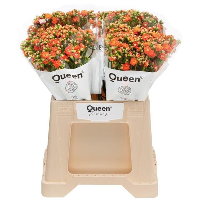<h4>Kalanchoe brilliant orange meadow</h4>