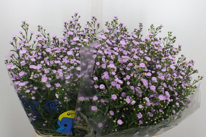 <h4>Aster Astee Pink Pearl</h4>