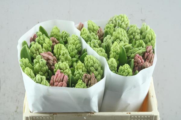 <h4>Hyacinthus 5 colour mix in bucket</h4>