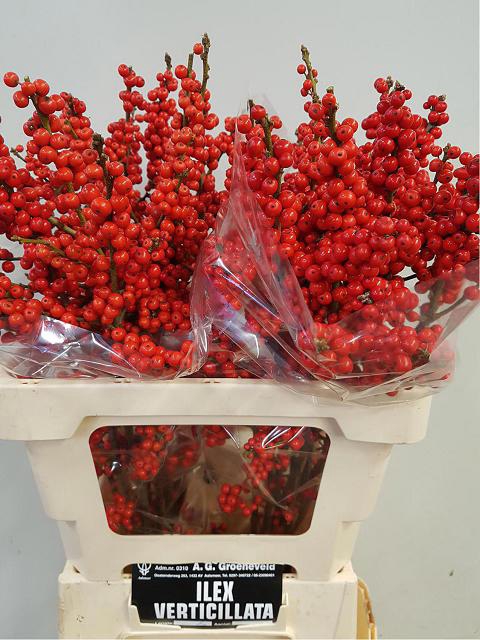 <h4>Ilex verticillata red</h4>