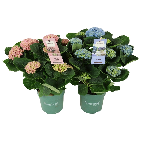 <h4>Hydrangea Magical Revolution ® mix 7/8 flowers</h4>