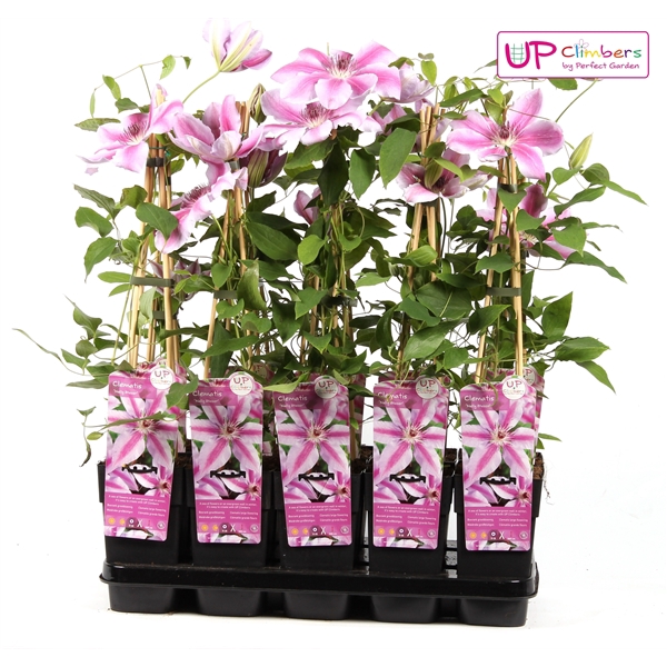 <h4>Clematis Nelly Moser P15</h4>