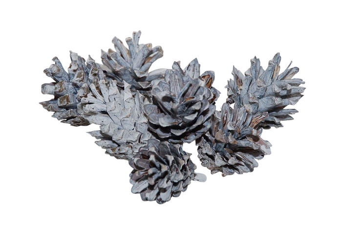 <h4>Pinecone Silvester 200gr</h4>