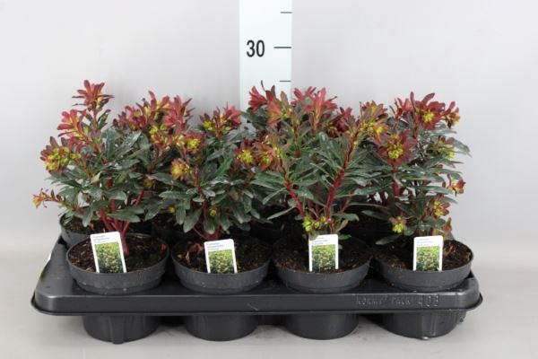 <h4>Euphorbia Amygdaloides 'purpurea'</h4>