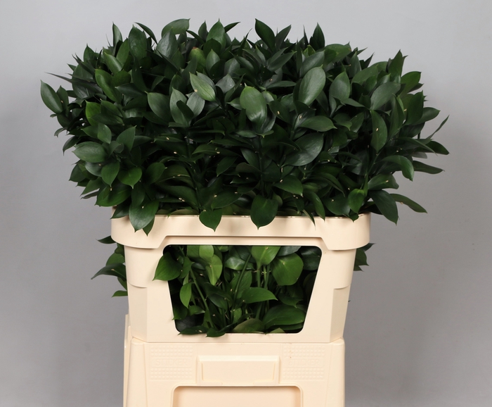 <h4>Leaf ruscus</h4>