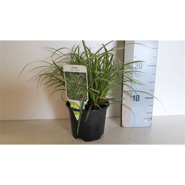 <h4>Carex Comans Silver Sceptre</h4>