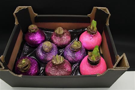 <h4>Amaryllis Mix Topline</h4>
