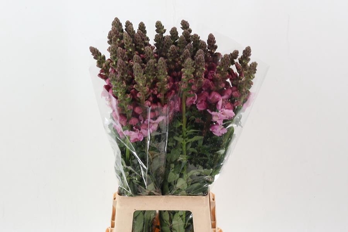<h4>Antir Poto Lavender</h4>
