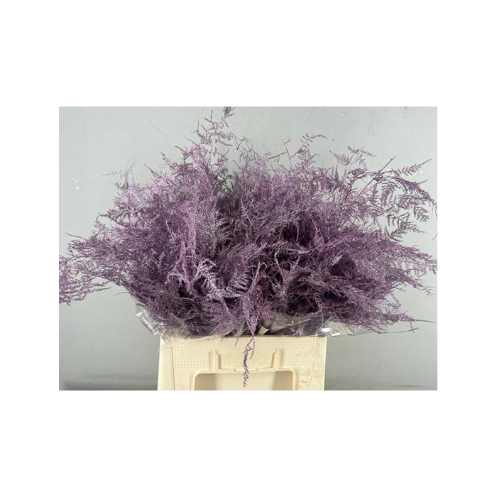 <h4>Asp. Ex Veren Antique Pink It</h4>