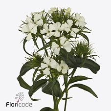 <h4>Dianthus br barbienne white</h4>