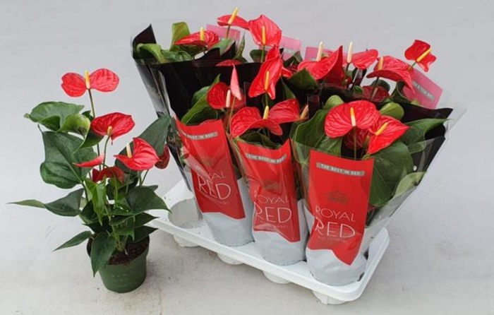 <h4>Anthurium Andreanum Grp Michigan</h4>