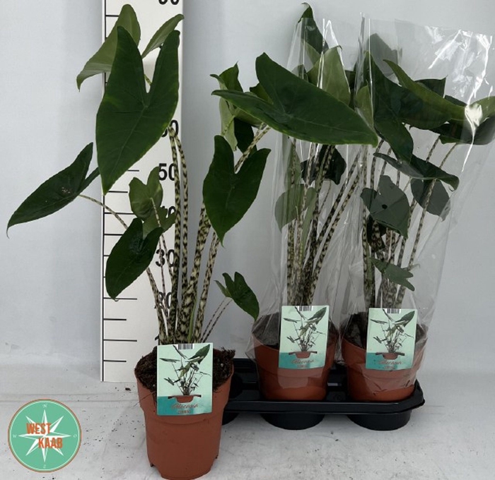 <h4>Alocasia zebrina</h4>