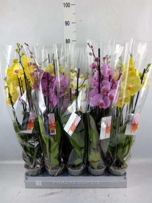 <h4>Phalaenopsis ...mix 7</h4>