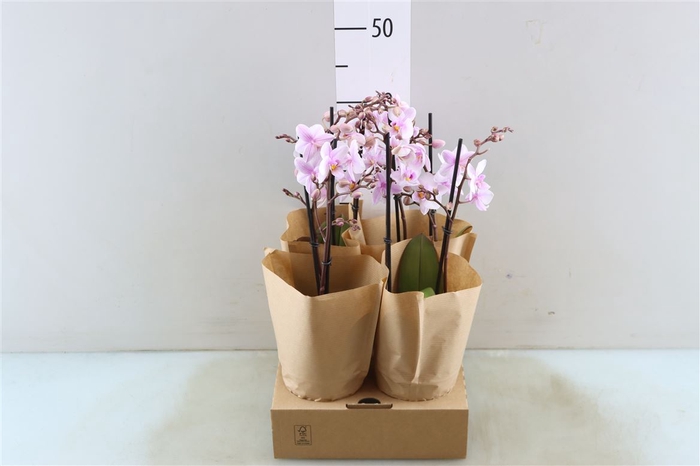 <h4>Phal Mtfl Blockbuster 2 Tak</h4>
