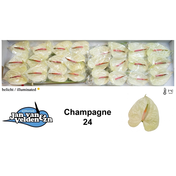 <h4>Champagne 24</h4>