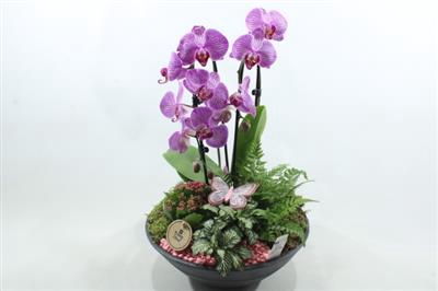 <h4>0770 EBBI ROZE CASCADE</h4>