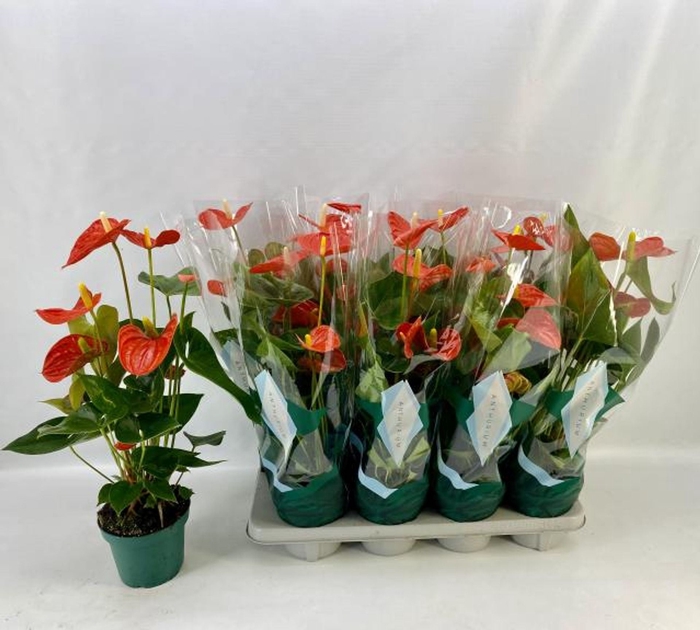 <h4>Anthurium Andreanum Grp Sierra Oran</h4>