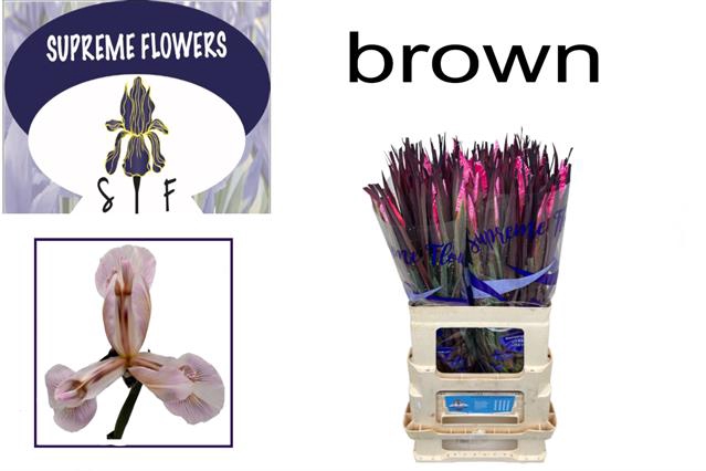 <h4>Iris paint brownies</h4>