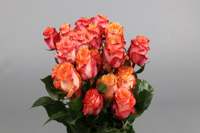<h4>Rosa ec twilight</h4>