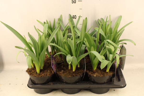 <h4>Allium  'Purple Sensation'</h4>
