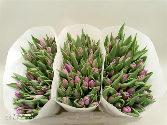 <h4>Tulipa si candy prince</h4>