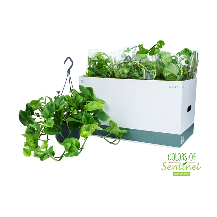 <h4>Epipremnum pinnatum Global Green 15Ø 40cm</h4>