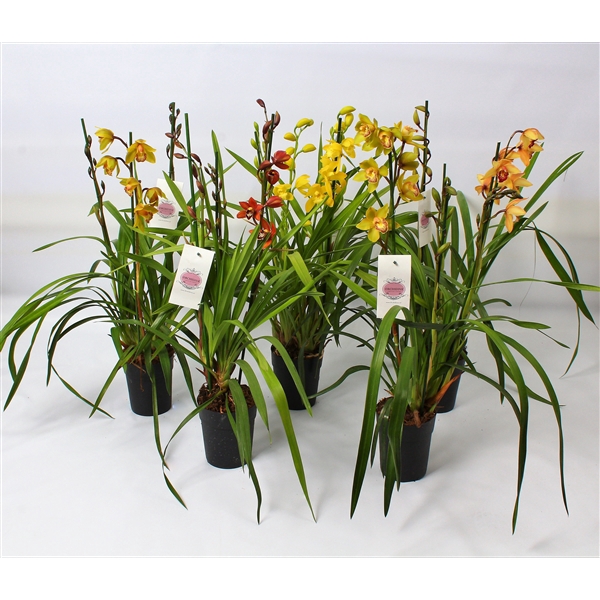 <h4>Cymbidium kleuren mix 3 tak</h4>