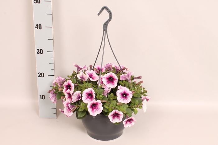 <h4>Hangpot 23 cm Petunia Rose Vein</h4>