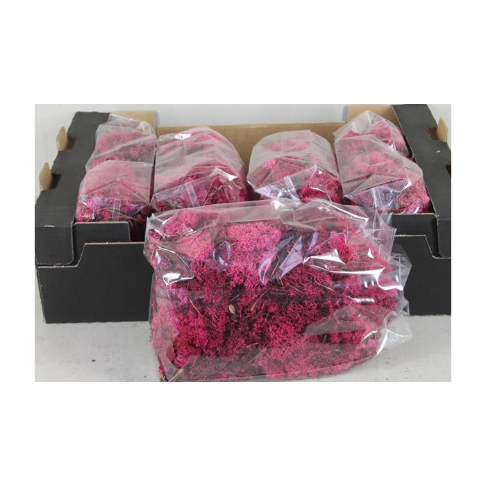 <h4>Moss Icelandic 500gr Fuchsia</h4>