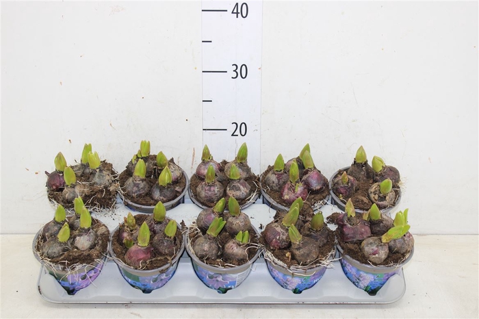 <h4>Hyacinthus Gemengd 4pp!</h4>
