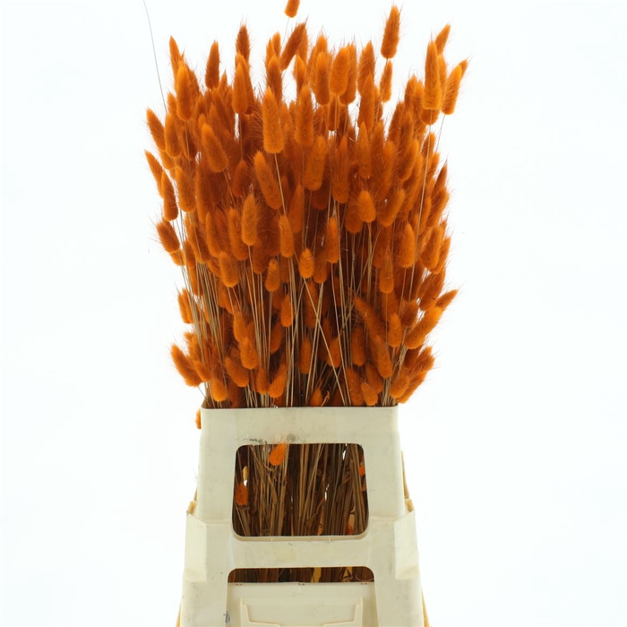 <h4>Dried Lagurus Dark Orange</h4>