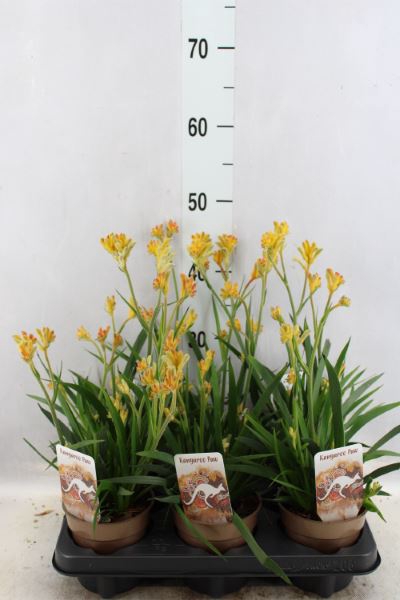 <h4>Anigozanthos   ...</h4>