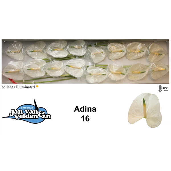 <h4>Adina 16</h4>