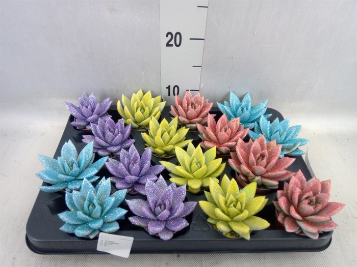 <h4>Echeveria  'Miranda'</h4>