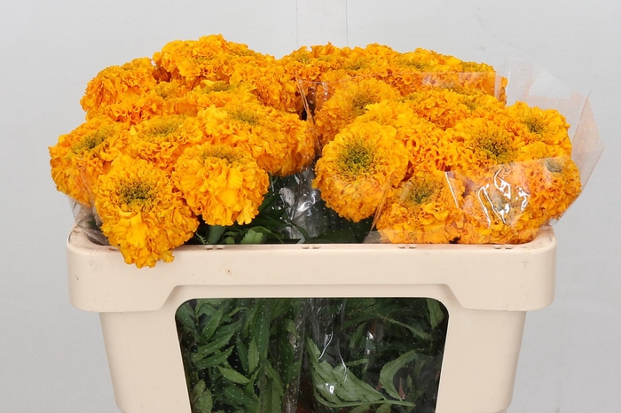 <h4>Tagetes promise orange</h4>