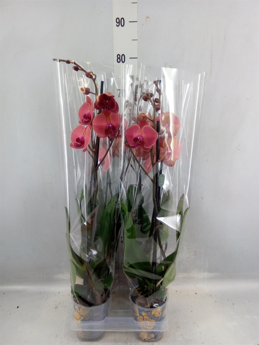 <h4>Phalaenopsis 'asian Coral'</h4>