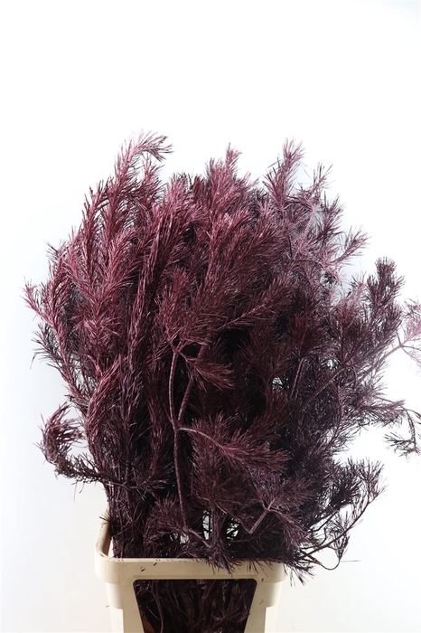 <h4>Pinus Alaska Paint Metalic Bordo 150cm P Stem</h4>