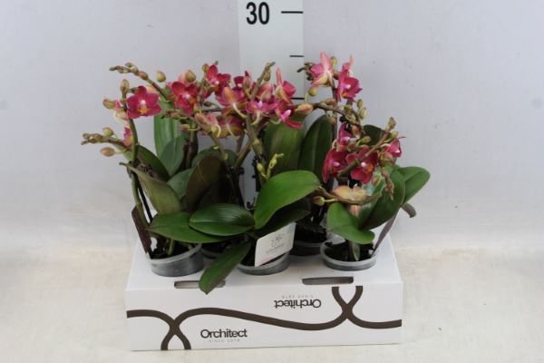 <h4>Phalaenopsis ...mini</h4>