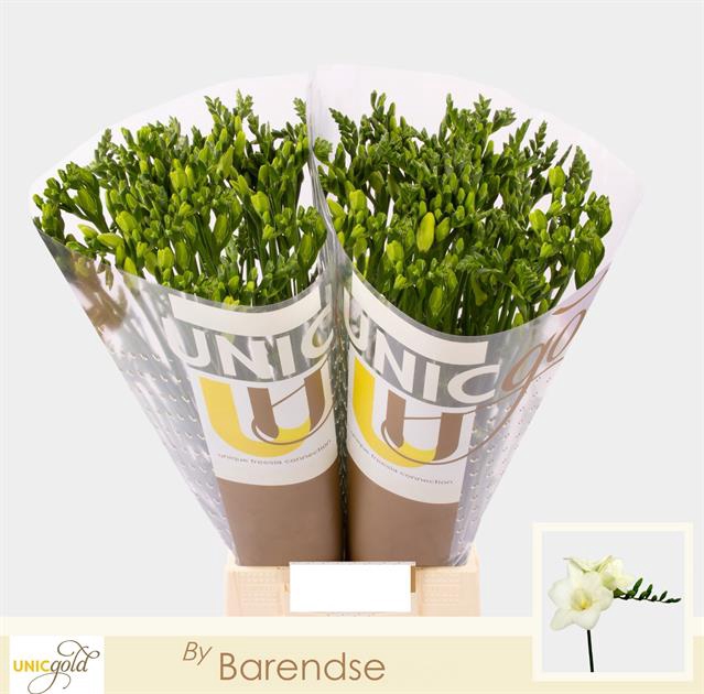 <h4>Freesia si diamond river</h4>