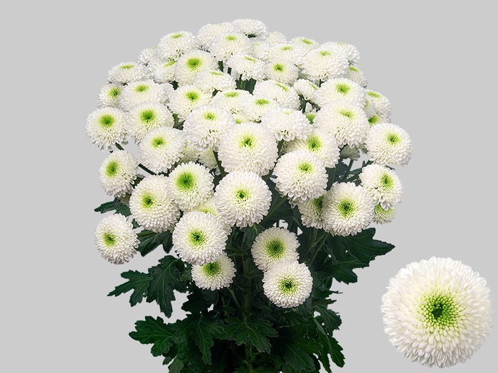 Хризантема Коконат