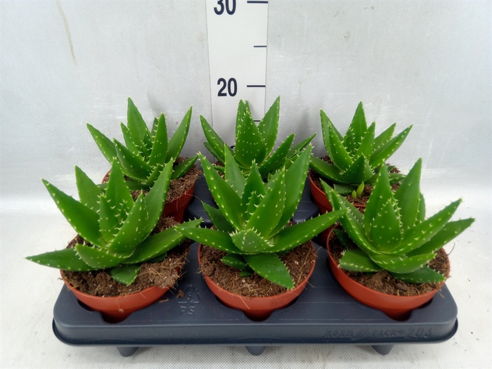 <h4>Aloe Perfoliata</h4>