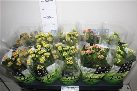 <h4>Kal Ge Gem 5 Kl 12cm Pot</h4>