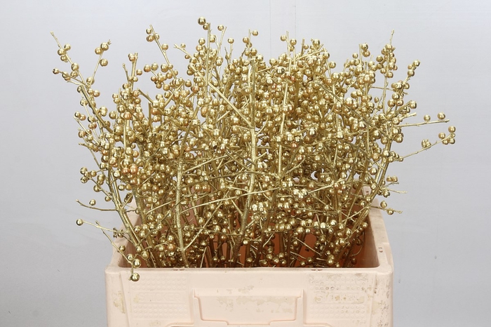 <h4>Ilex paint gold</h4>
