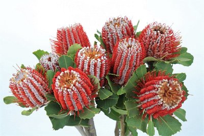 <h4>Banksia coccinea</h4>