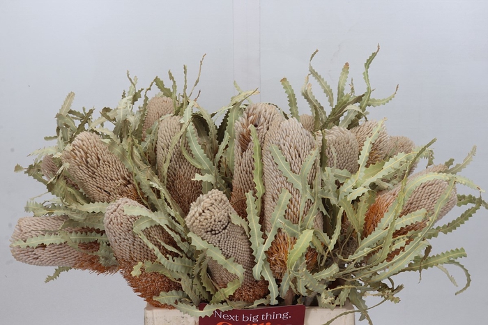 <h4>Banksia prionotes</h4>