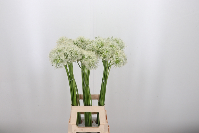 <h4>Allium White Giant</h4>